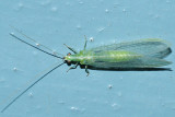 Green Lacewing