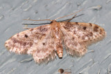 7102 - Idaea bonifata