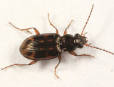 Bembidion versicolor