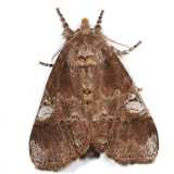 8300 - Cinnamon Tussock Moth - Dasychira cinnamomea