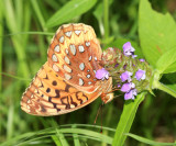 Great Spangled Fritillary - Speyeria cybele