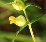 Yellow Rattle - Rhinanthus minor