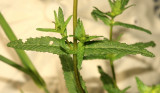 Yellow Rattle - Rhinanthus minor