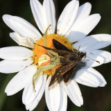Goldenrod Crab Spider - Misumena vatia eating a Pepper and Salt Skipper - Amblyscirtes hegon