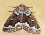 6863 - Gray Spruce Looper - Caripeta divisata