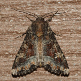 9348 - Yellow-headed Cutworm - Apamea amputatrix