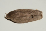 1013 - Antaeotricha unipunctella