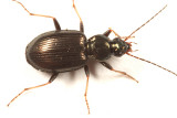 Agonum ferreum