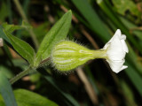 White Campion - Silene latifolia