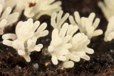 Tremellodendron schweinitzii