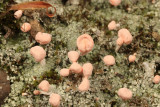 Pink Earth Lichen - Dibaeis baeomyces