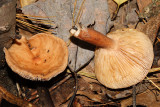 Lactarius sp.