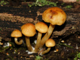 Gymnopilus penetrans