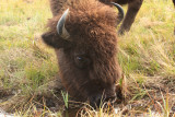 American Bison - Bos bison