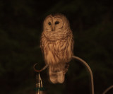 Barred Owl - Strix varia