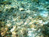 Anchovies