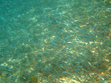 Anchovies