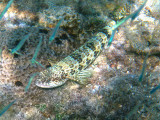 Sand Diver - Synodus intermedius