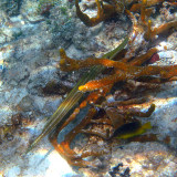 Trumpetfish - Aulostomus maculatus