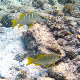 Yellow Snapper - Pargo Amarillo