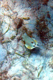 Smooth Trunkfish - Lactophrys triqueter