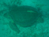 Green Turtle - Chelonia mydas