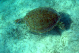 Green Turtle - Chelonia mydas