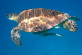 Green Turtle - Chelonia mydas