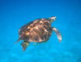 Green Turtle - Chelonia mydas