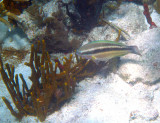 Princess Parrotfish - Scarus taeniopterus