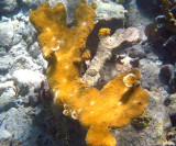 Elkhorn Coral - Acropora palmata