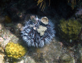 West Indian Sea Egg - Tripneustes ventricosus & Green Cactus Coral - Madracis decactis