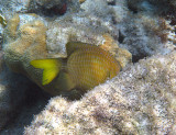 Yellowtail damselfish - Microspathodon chrysurus