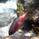 Longspine Squirrelfish - Holocentrus rufus