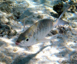 Yellowfin Mojarra - Gerres cinereus