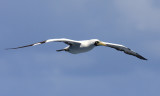 Masked Booby - Sula dactylatra