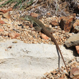 Cope's Ameiva - Ameiva bifrontata