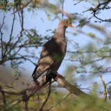 Bare-eyed Pigeon - Patagioeanas corensis