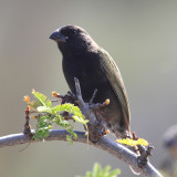 Black-faced Grassquit - Tiaris bicolor
