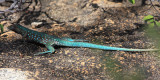 Aruba Whiptail (Kododo) - Cnemidophorus arubensis