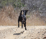 One of the goats running wild in Aruba