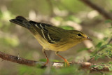 Blackpoll Warbler - Dendroica striata