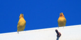 Saffron Finch - Sicalis flaveola