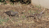 Eared Dove - Zenaida auriculata
