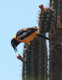 Troupial - Icterus icterus