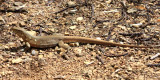 Cnemidophorus murinus murinus