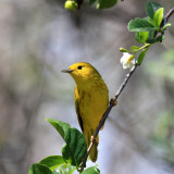 Yellow Warbler - Dendroica petechia