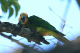 Brown-throated Parakeet - Aratinga pertinax