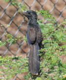 Groove-billed Ani - Crotophaga sulcirostris