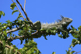 Green Iguana - Iguana iguana